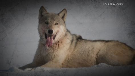 Lawsuit Seeks To Stop Colorado Grey Wolf Reintroduction