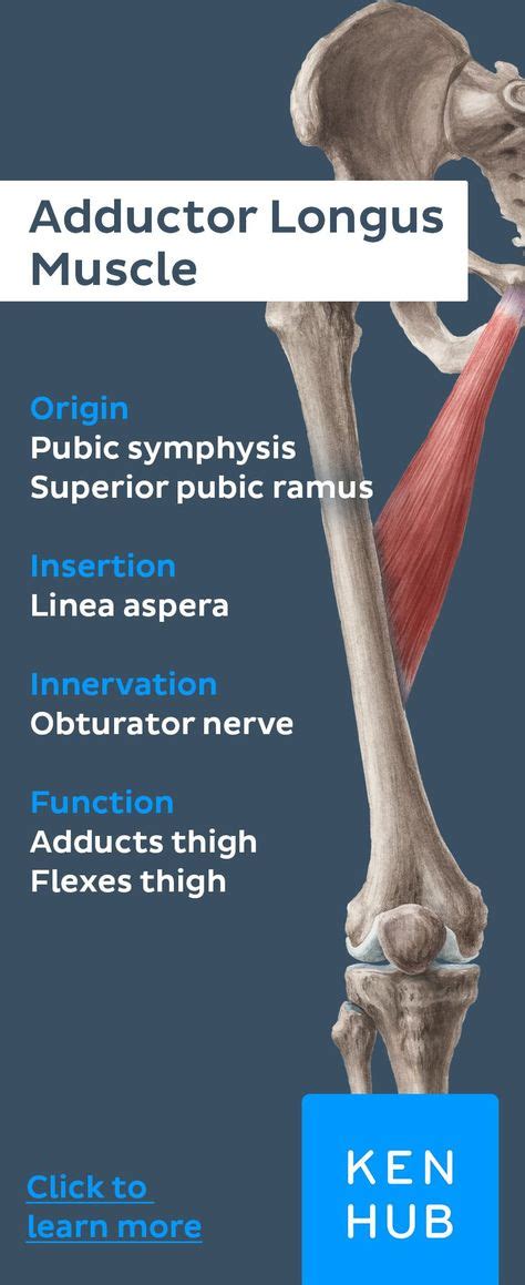 Hip Adductors Muscle Anatomy