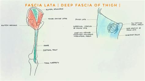 Fascia Lata Deep Fascia Of Thigh Modifications I Iliotibial Tract