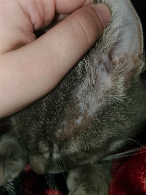 Spots On Cats Skin By Ears Thecatsite