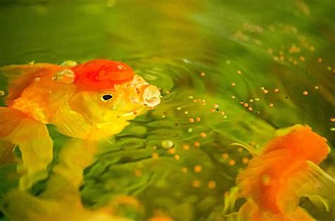 Japon Balığı Ne Kadar Yem Yer?