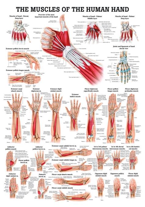 Muscles Of The Hand Laminated Anatomy Chart Medical Anatomy Human