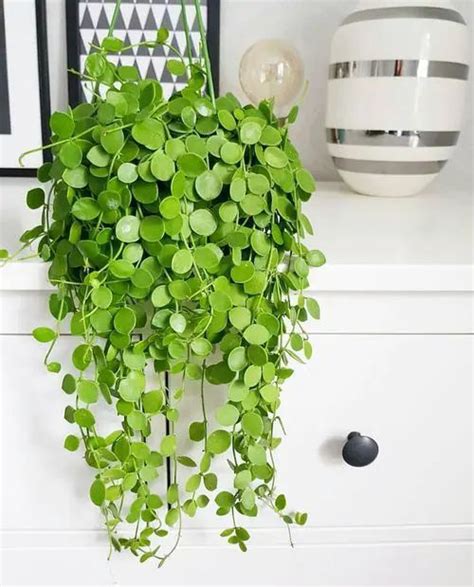 19 Best Indoor Vines And Climbers You Can Grow Easily In Your Home
