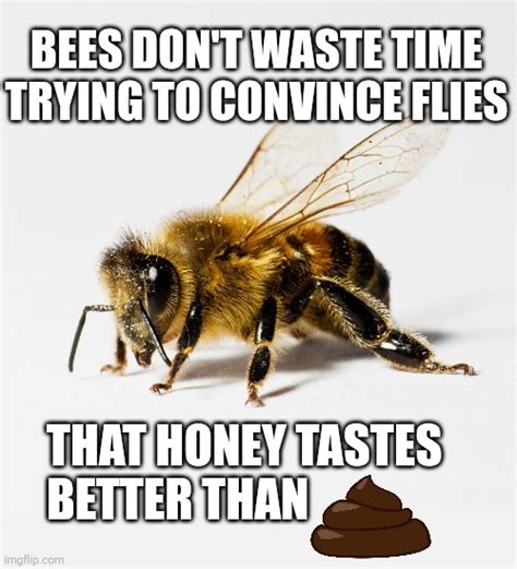 Honey Bee Imgflip