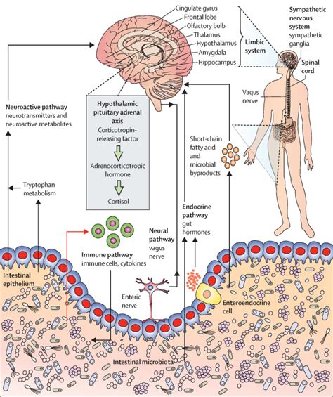 The Gut Microbiome In Neurological Disorders The Lancet Neurology