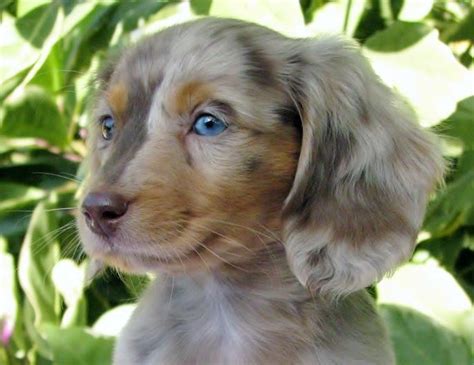 Longhaired dachshund, also known as dapple dachshund or `dapple doxie`, laying on concrete near a. Gina's Cuddly Miniature Dachshunds