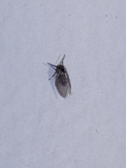 Small Fly Gnat Things In My House Driving Me Crazy Bugguidenet