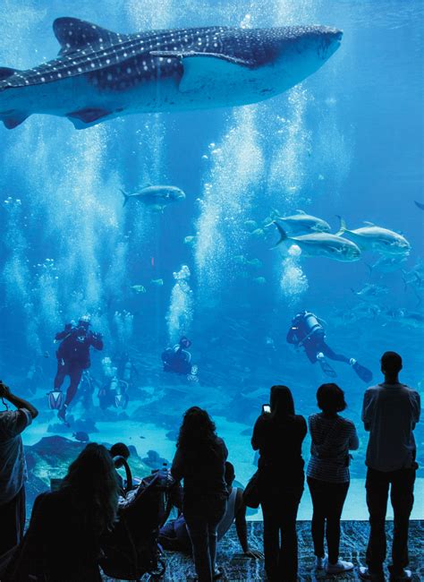 Aquaria klcc, kuala lumpur convention centre, kuala lumpur city. Veterans with PTSD find relief swimming with whale sharks ...