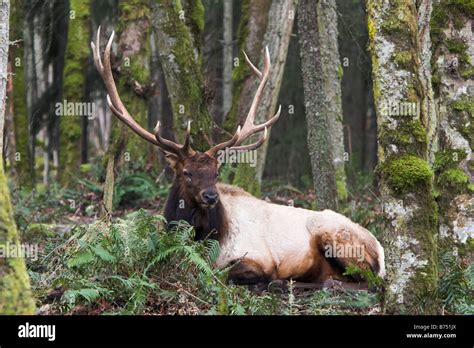 Male Roosevelt Elk In Western Washington Forest Stock Photo Royalty