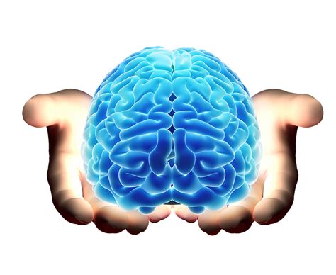 Cerebro Dibujo El Cerebro Humano Imagen Png Imagen Transparente