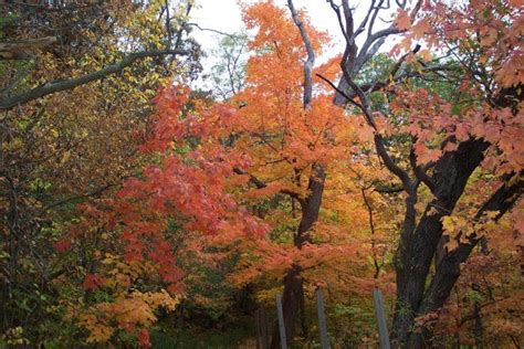 Take A Beautiful Fall Foliage Road Trip To See Illinois Autumn Colors