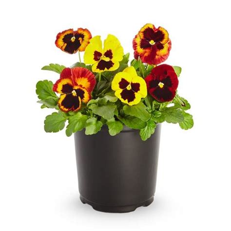 25 Quart Multicolor Pansy In Pot L5048 In The Annuals Department At