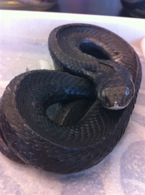 Eastern Hog Nosed Snake Heterodon Platirhinas Tip Of Snou Flickr