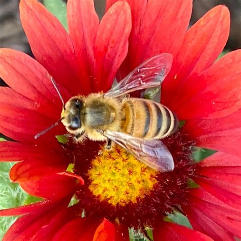 Pollinator Week Is This Week Learn More About Gurnees Pollinator