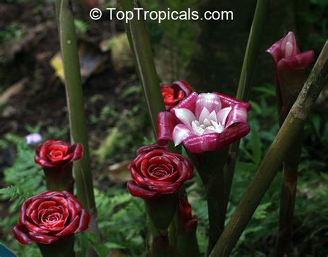 Etlingera Corneri Rose Of Siam