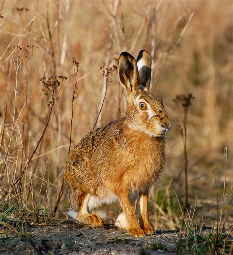Wild Rabbit High Resolution Photography
