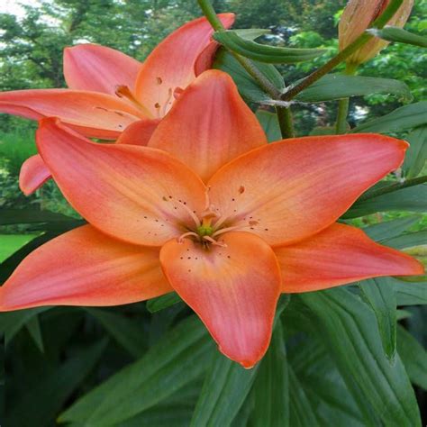 Buy Lilium Pollen Free Easy Beat 1214 X 3 Affordable Gardens4youie