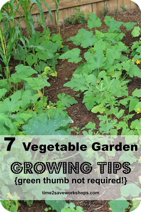 Green Thumb Not Required 7 Super Vegetable Garden Growing Tips