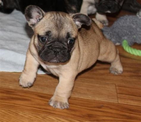 Shelters and rescues in indiana. French Bulldog Puppy for Sale - Adoption, Rescue for Sale ...