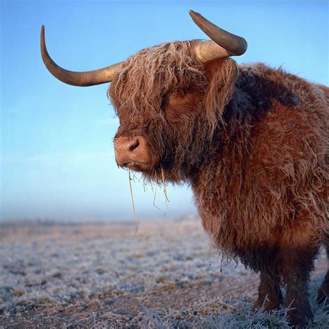 Highlander Cow Photograph By Gerard Kingma Kingmanu Fine Art America
