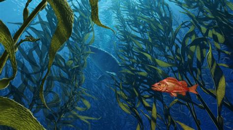 Learn To Draw Kelp Forests Youtube