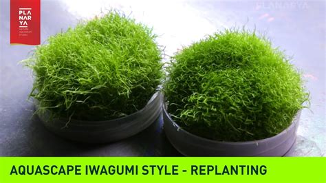 A simple iwagumi aquascape with a powerful impression produced with a combination of a stone arrangement and soil mounding. AQUASCAPE IWAGUMI STYLE - REPLANTING - YouTube