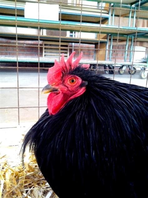 free picture black cock white cheeks red crest head