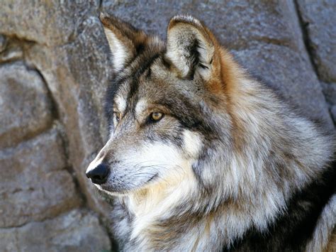 Until The 1900s The Mexican Gray Wolf Had Ranged Throughout Central