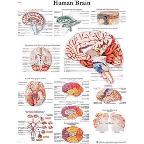 Fabrication Enterprises 3b® Anatomical Chart Brain Paper 12 4600p Zoro