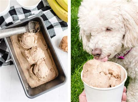 21 Frozen Dog Treat Recipes Koti Beth