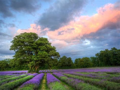 Lavender Field At Sunset Surrey England Lavender Fields Surrey