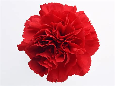 January Birth Flower Carnations