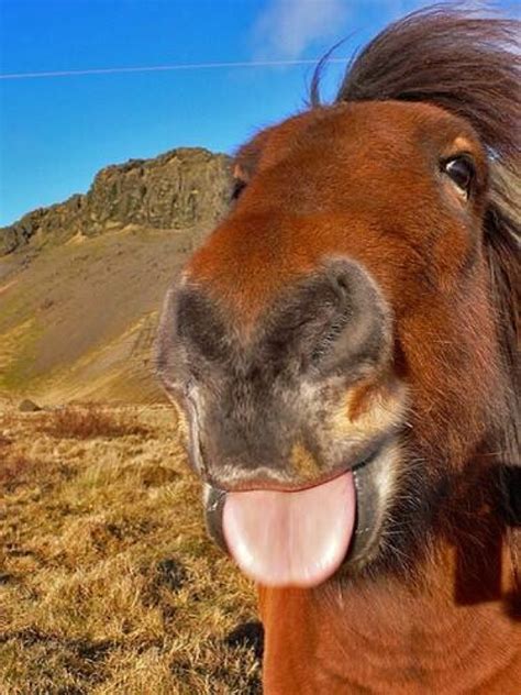 The 21 Worst Horse Selfies Of All Time