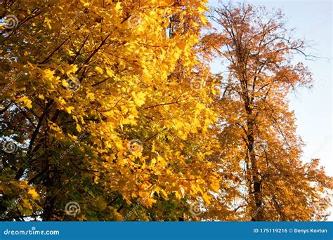 Yellow Autumnal Maple Tree In A Forest Stock Photo Image Of Closeup