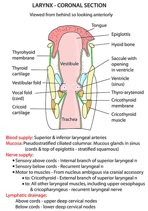 Instant Anatomy Head And Neck Areasorgans Larynx Coronal Section