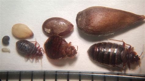 Bed Bug Comparison By Life Stages Bed Bugs Can Be Different Sizes