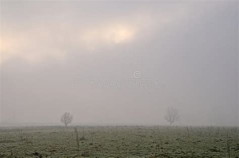 Misty Marsh Landscape With Meadow With Trees In The Flemish Countryside
