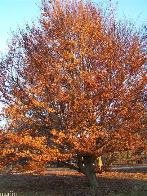 European Beech Fagus Sylvatica North American Insects And Spiders