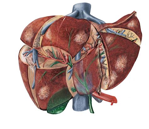 Liver Anatomy Photograph By D And L Graphics Science Photo Library