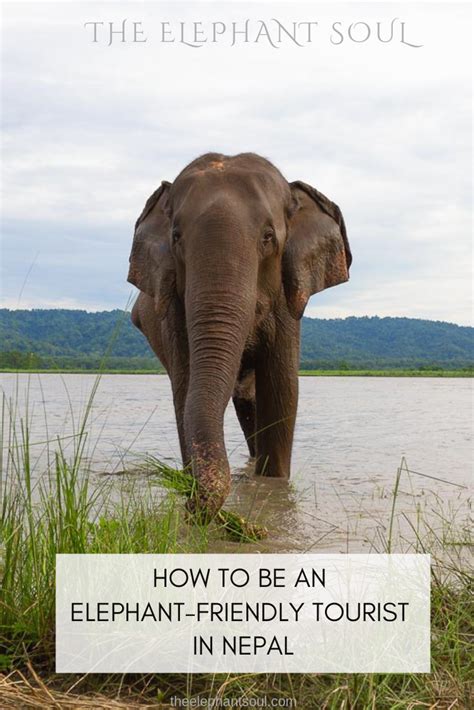 Elephants — Helping Captive Elephants — The Elephant Soul