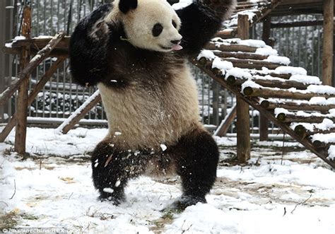 Cute Pandas Playing In The Snow Is Everything You Need Right Now