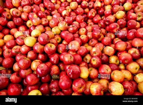 Fresh Apples Stock Photo Alamy