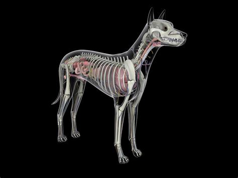 Dog Anatomy Organs The Y Guide