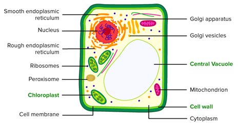 Plant Cell Diagram With Ultrastructure Details Studying Diagrams