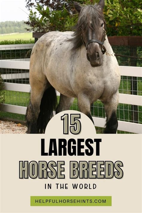 15 Largest Horse Breeds In The World Helpful Horse Hints