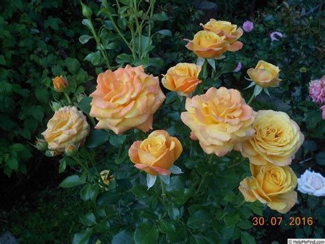 Amber Flush Rose Photo Rose Photos Yellow Roses Flowers Plants