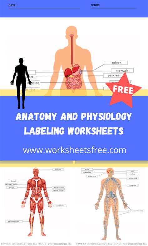 Free Printable Anatomy And Physiology Worksheets