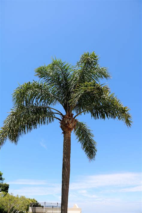 A Large Palm Tree Sitting On Top Of A Lush Green Field