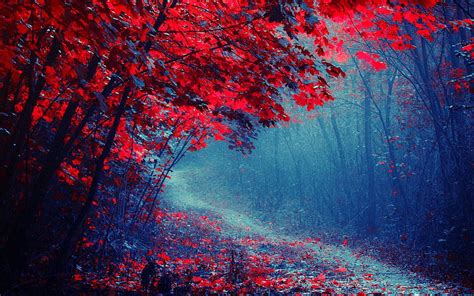 Autumn Red Forest Misty Autumn Forest Hd Wallpaper Pxfuel