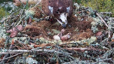 First Osprey Chick Of Season Hatches At Wildlife Reserve Stv News
